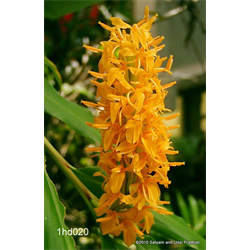 Hedychium Ginger Lily Bulbs Ginger Lily Plant Terra Ceia Farms