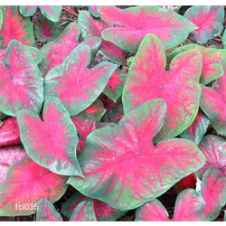 Caladium Varieties Caladium Plants For Sale Terra Ceia Farms