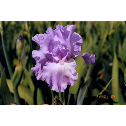 Bearded Iris Lavender (3 plants per pkg - Ships Oct thru Jan) Available