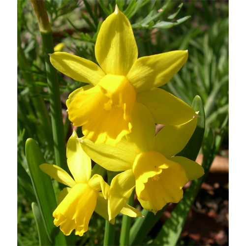 Daffodil Cyclamineus Tete a Tete (10 bulbs per pkg - Ships Oct thru Jan ...