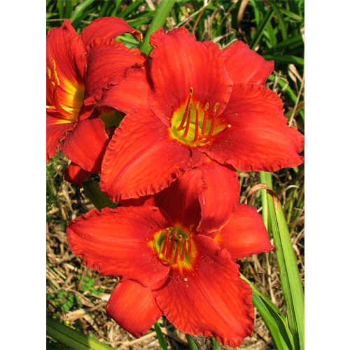 Red Daylily Bulbs | Bulk Bulbs Flowers - Terra Ceia Farms