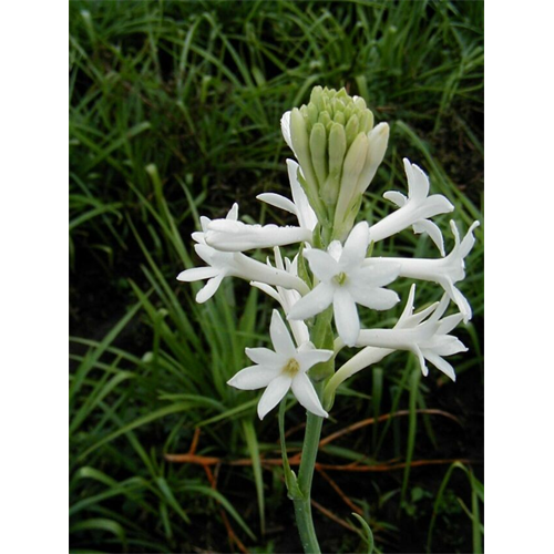 Tuberose Flower Buy Tuberose Bulbs Terra Ceia Farms