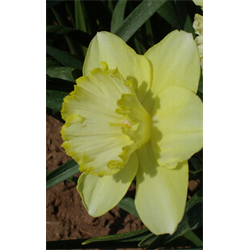 st patricks day large cupped daffodil flower bulbs