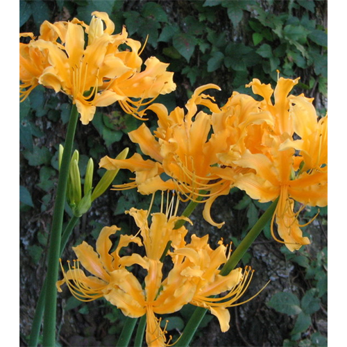 Lycoris Radiata Bulbs Red Spider Lily Flower Terra Ceia Farms