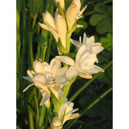 Where To Buy Tuberose Bulbs Tuberose The Pearl Terra Ceia Farms