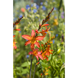 crocosmia sun